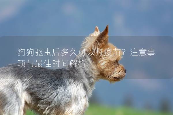 狗狗驱虫后多久可以打疫苗？注意事项与最佳时间解析