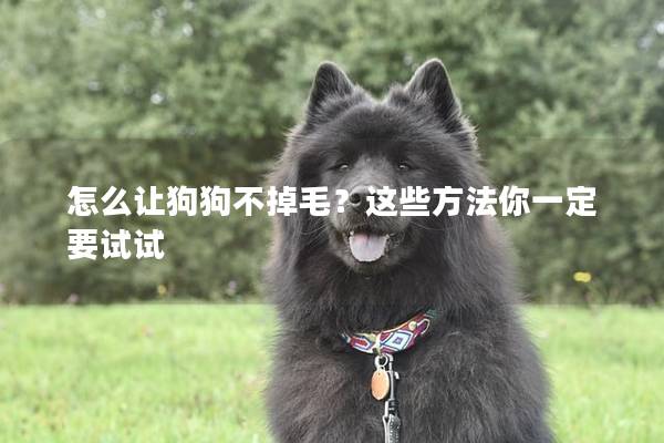 怎么让狗狗不掉毛？这些方法你一定要试试