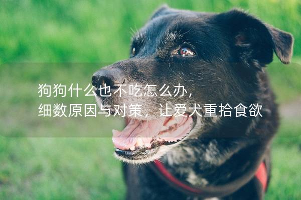 狗狗什么也不吃怎么办, 细数原因与对策，让爱犬重拾食欲
