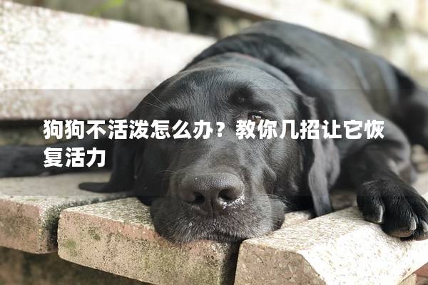 狗狗不活泼怎么办？教你几招让它恢复活力