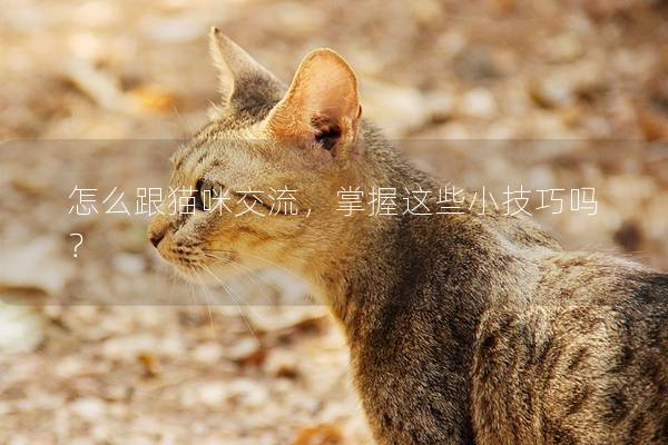 怎么跟猫咪交流，掌握这些小技巧吗？
