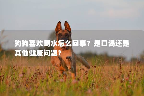 狗狗喜欢喝水怎么回事？是口渴还是其他健康问题？