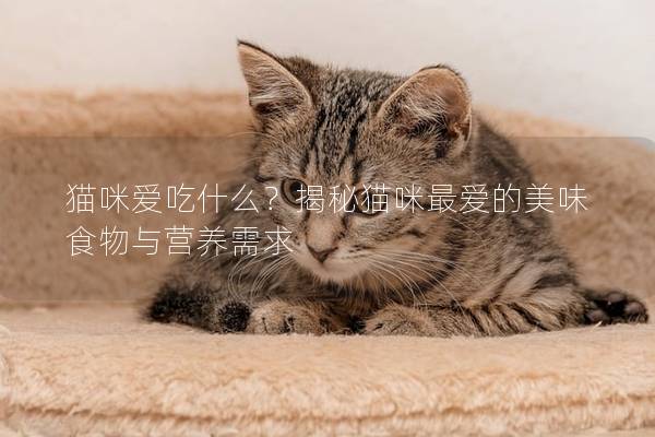 猫咪爱吃什么？揭秘猫咪最爱的美味食物与营养需求