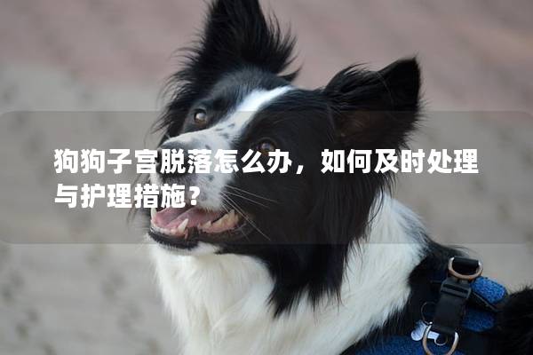 狗狗子宫脱落怎么办，如何及时处理与护理措施？