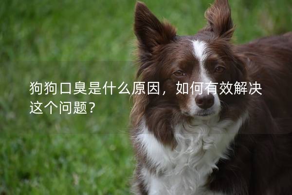 狗狗口臭是什么原因，如何有效解决这个问题？