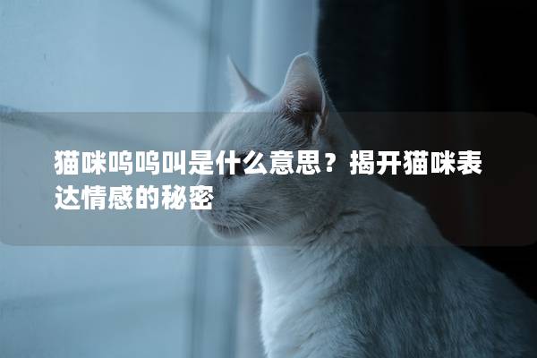 猫咪呜呜叫是什么意思？揭开猫咪表达情感的秘密