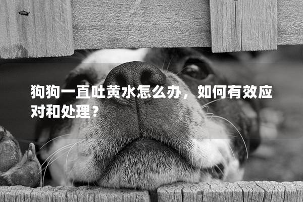 狗狗一直吐黄水怎么办，如何有效应对和处理？