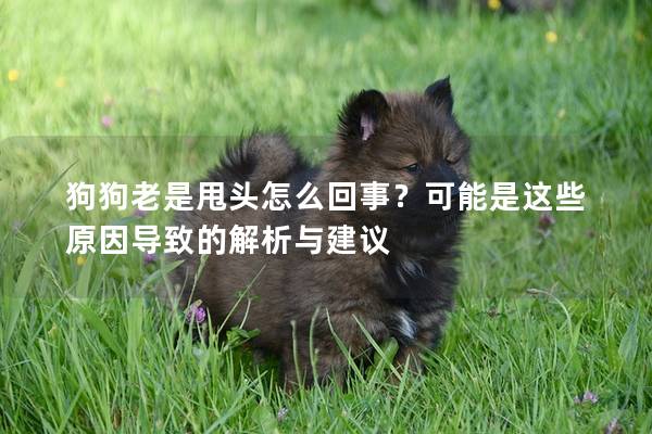 狗狗老是甩头怎么回事？可能是这些原因导致的解析与建议
