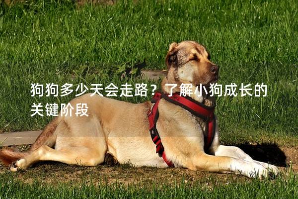 狗狗多少天会走路？了解小狗成长的关键阶段