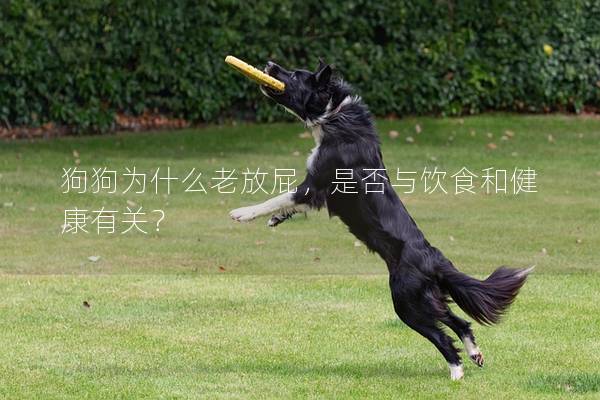狗狗为什么老放屁，是否与饮食和健康有关？