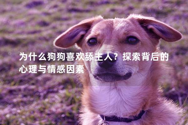 为什么狗狗喜欢舔主人？探索背后的心理与情感因素