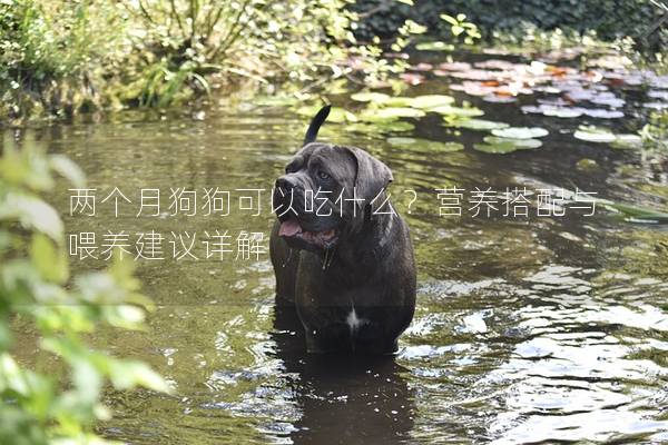 两个月狗狗可以吃什么？营养搭配与喂养建议详解