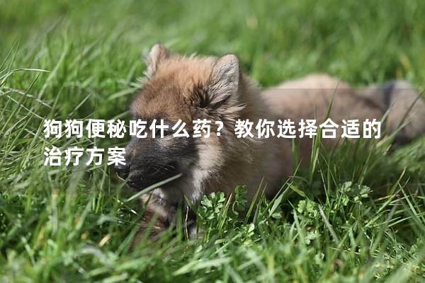 狗狗便秘吃什么药？教你选择合适的治疗方案