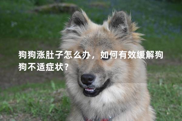 狗狗涨肚子怎么办，如何有效缓解狗狗不适症状？