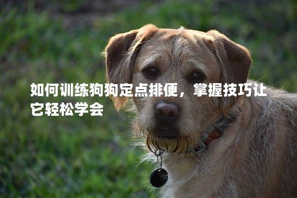 如何训练狗狗定点排便，掌握技巧让它轻松学会
