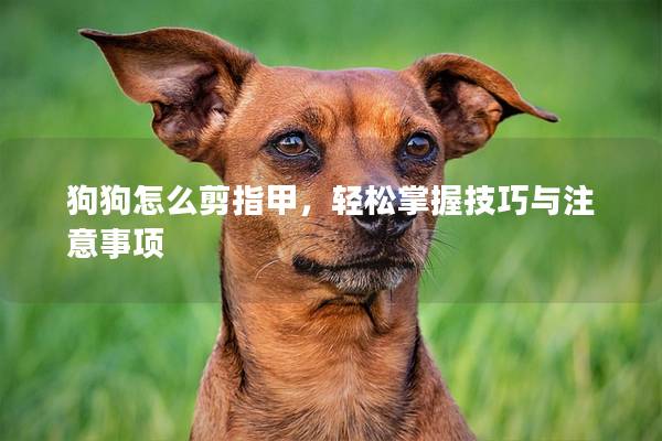 狗狗怎么剪指甲，轻松掌握技巧与注意事项