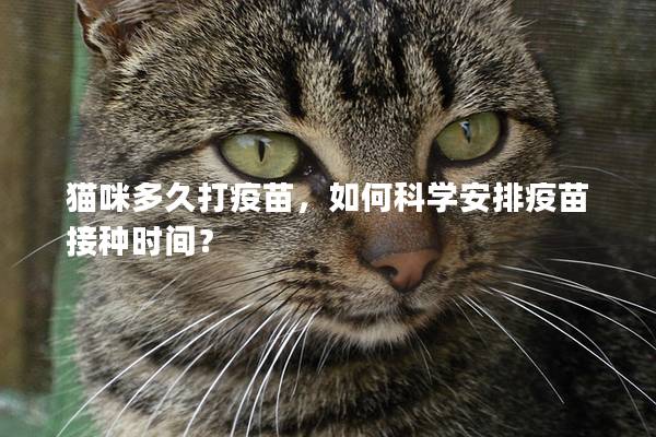 猫咪多久打疫苗，如何科学安排疫苗接种时间？