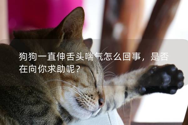 狗狗一直伸舌头喘气怎么回事，是否在向你求助呢？