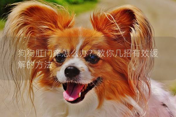 狗狗肛门痒怎么办？教你几招有效缓解的方法