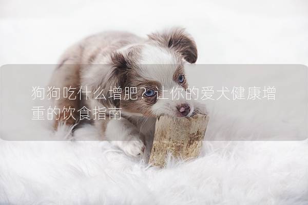 狗狗吃什么增肥？让你的爱犬健康增重的饮食指南