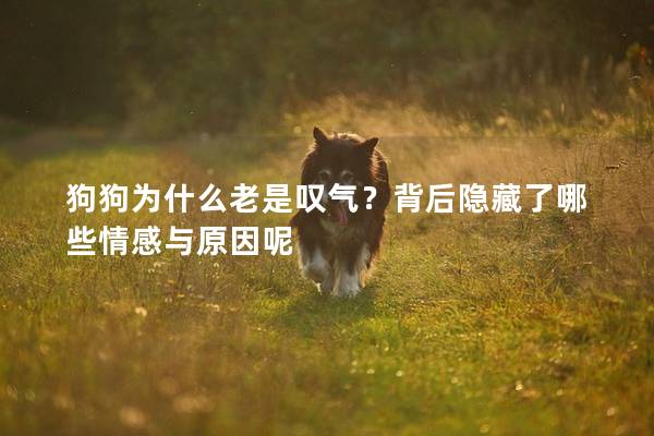 狗狗为什么老是叹气？背后隐藏了哪些情感与原因呢