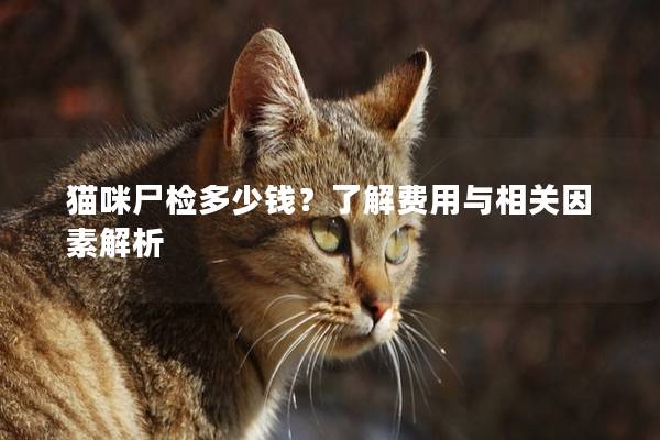 猫咪尸检多少钱？了解费用与相关因素解析