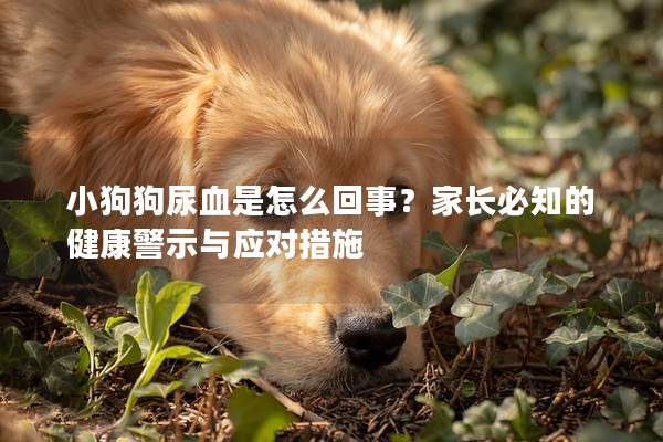 小狗狗尿血是怎么回事？家长必知的健康警示与应对措施