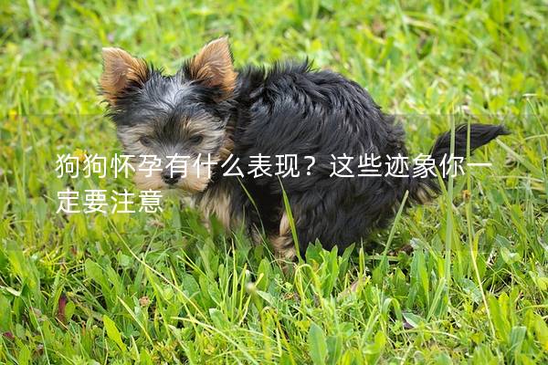 狗狗怀孕有什么表现？这些迹象你一定要注意