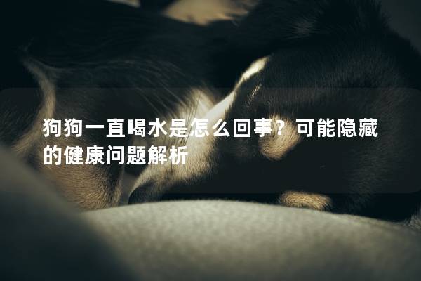 狗狗一直喝水是怎么回事？可能隐藏的健康问题解析