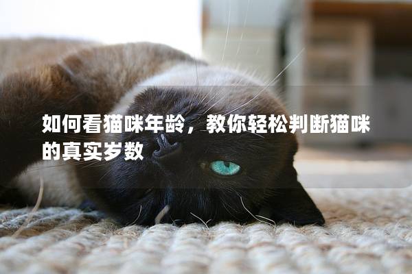 如何看猫咪年龄，教你轻松判断猫咪的真实岁数