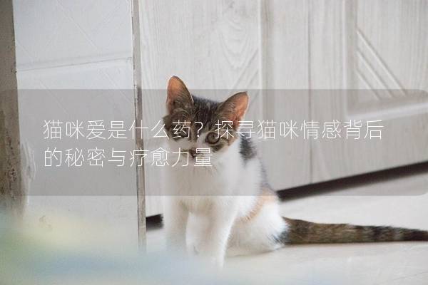 猫咪爱是什么药？探寻猫咪情感背后的秘密与疗愈力量