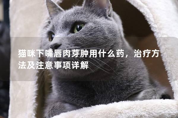 猫咪下嘴唇肉芽肿用什么药，治疗方法及注意事项详解