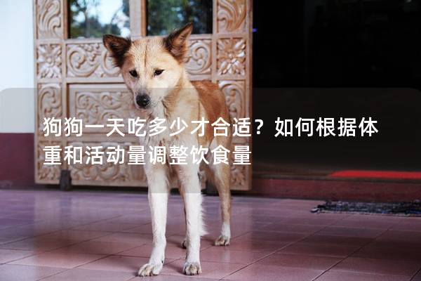 狗狗一天吃多少才合适？如何根据体重和活动量调整饮食量