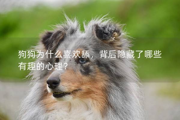 狗狗为什么喜欢舔，背后隐藏了哪些有趣的心理？