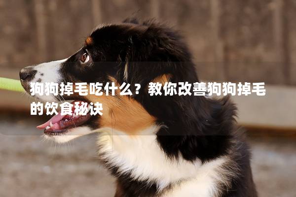 狗狗掉毛吃什么？教你改善狗狗掉毛的饮食秘诀
