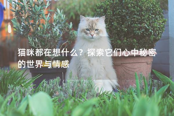 猫咪都在想什么？探索它们心中秘密的世界与情感