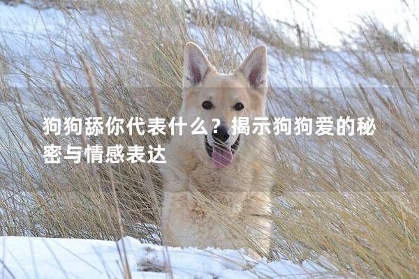 狗狗舔你代表什么？揭示狗狗爱的秘密与情感表达