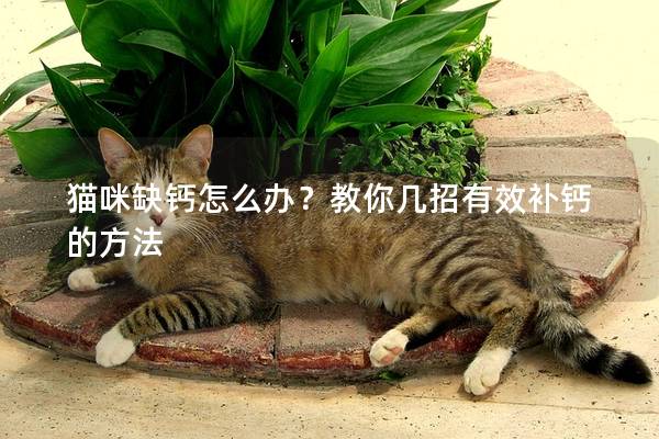 猫咪缺钙怎么办？教你几招有效补钙的方法