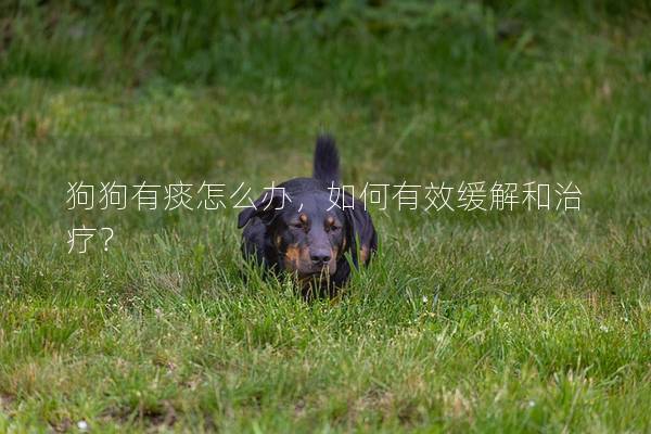 狗狗有痰怎么办，如何有效缓解和治疗？
