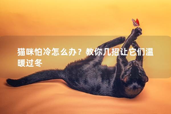 猫咪怕冷怎么办？教你几招让它们温暖过冬