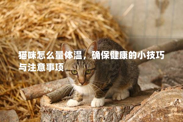 猫咪怎么量体温，确保健康的小技巧与注意事项