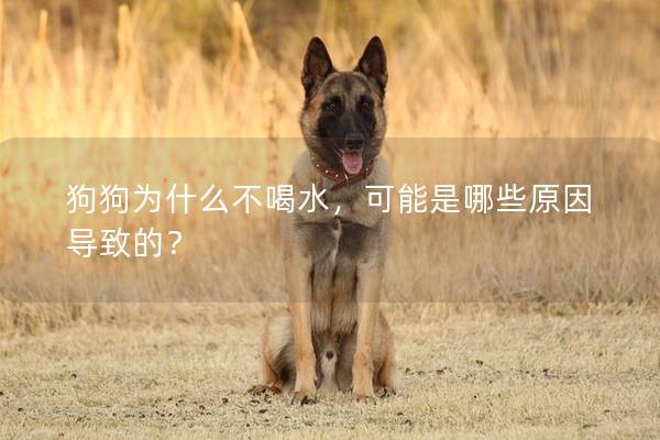 狗狗为什么不喝水，可能是哪些原因导致的？