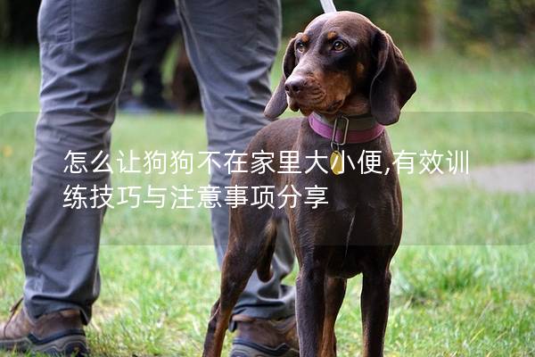 怎么让狗狗不在家里大小便,有效训练技巧与注意事项分享