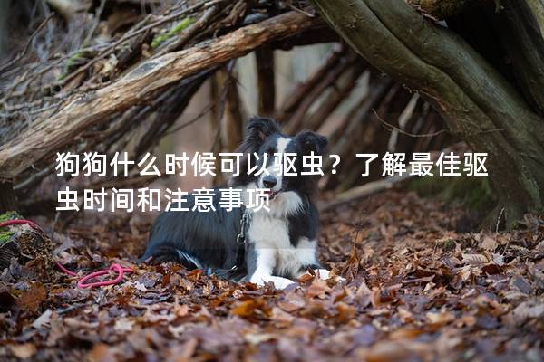 狗狗什么时候可以驱虫？了解最佳驱虫时间和注意事项
