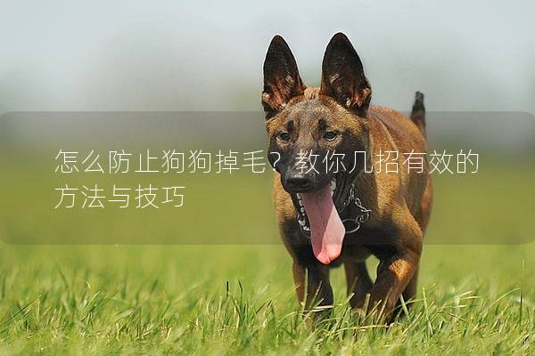 怎么防止狗狗掉毛？教你几招有效的方法与技巧