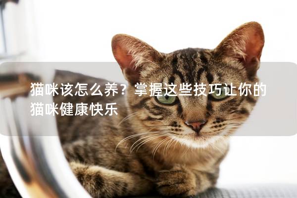 猫咪该怎么养？掌握这些技巧让你的猫咪健康快乐