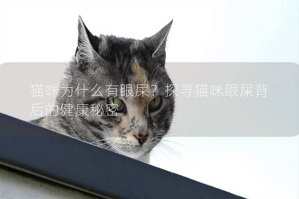 猫咪为什么有眼屎？探寻猫咪眼屎背后的健康秘密