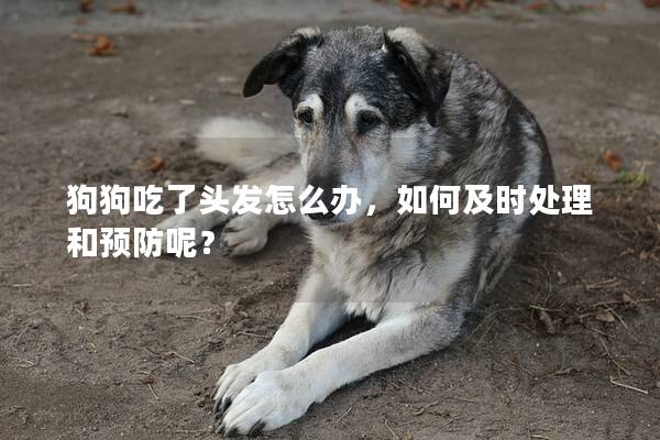 狗狗吃了头发怎么办，如何及时处理和预防呢？