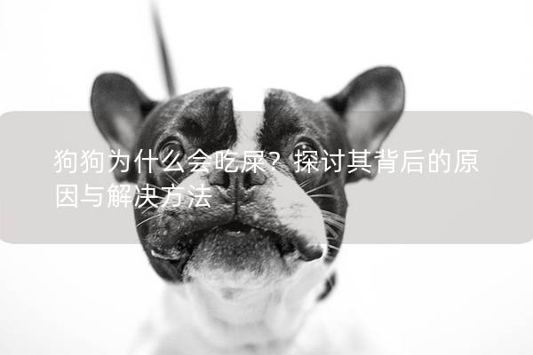 狗狗为什么会吃屎？探讨其背后的原因与解决方法