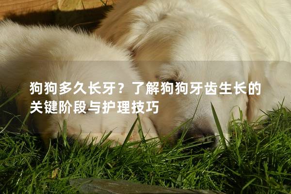 狗狗多久长牙？了解狗狗牙齿生长的关键阶段与护理技巧